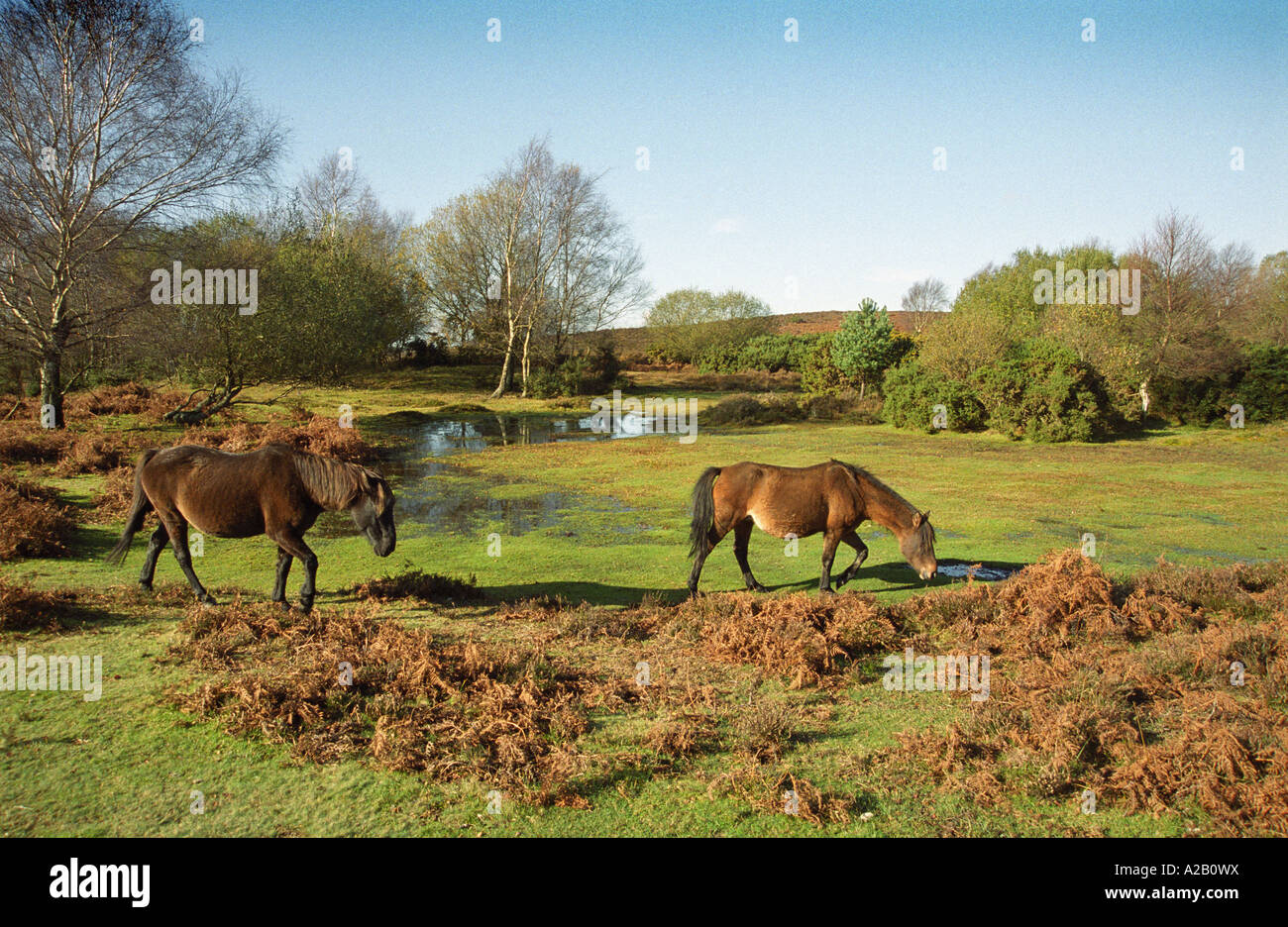 New forest gb hi-res stock photography and images - Alamy