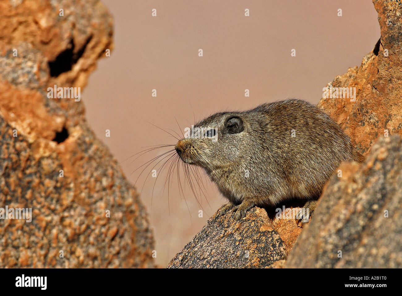 Typicus hi-res stock photography and images - Page 2 - Alamy
