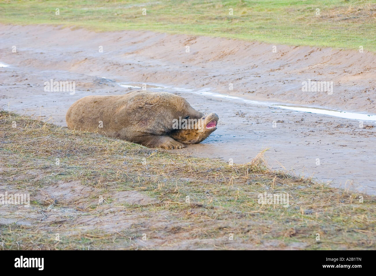 GREY SEALS Stock Photo