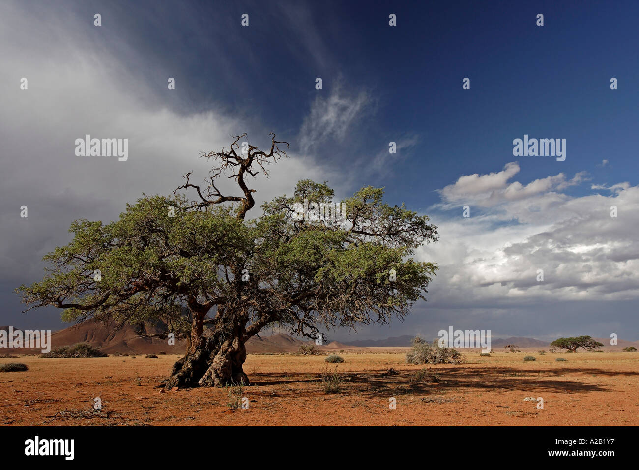 Upcoming thunderstorm with mountains and a tree. Tiras Mountains, Farm Koiimasis, Namibia Stock Photo