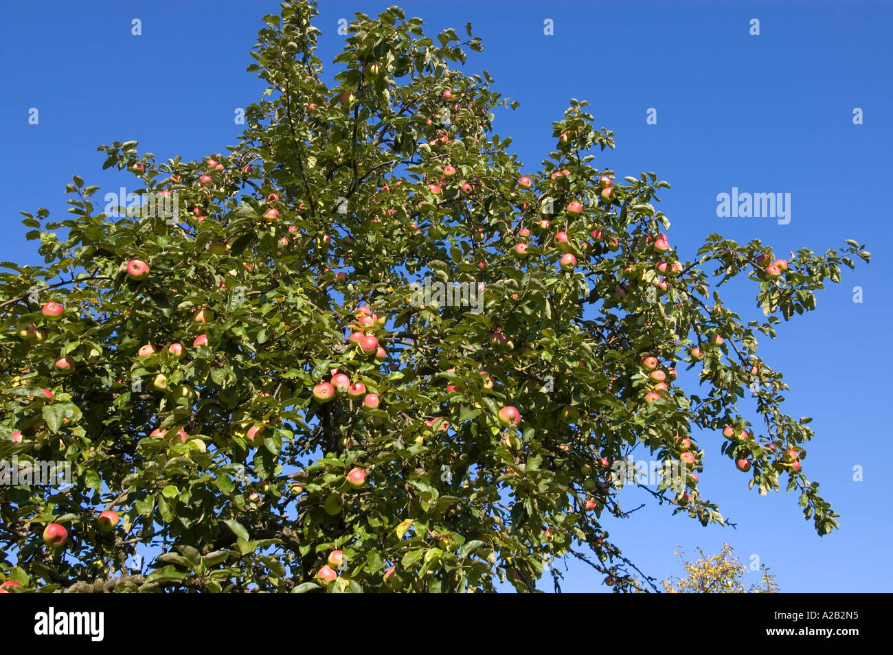 apple tree with ripe apples for harvesting Stock Photo