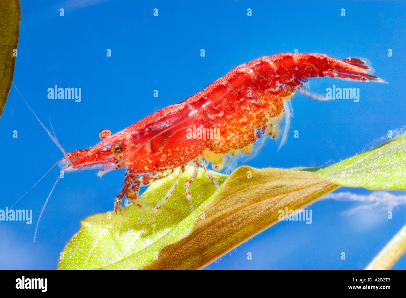 living pregnant Red Cherry red fire Redfire   Neocaridina denticulata   sinensis Cherry  shrimp Fire shrimp  pregnant gravid Stock Photo