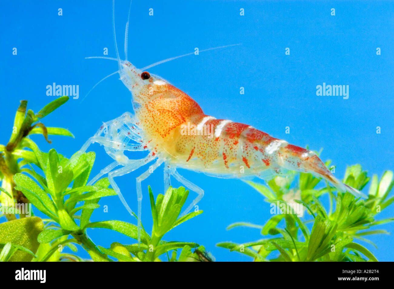 living Crystal Red Caridina sp. Crystal Red SHRIMP Neocaridina  Fire  shrimp under water underwater Stock Photo