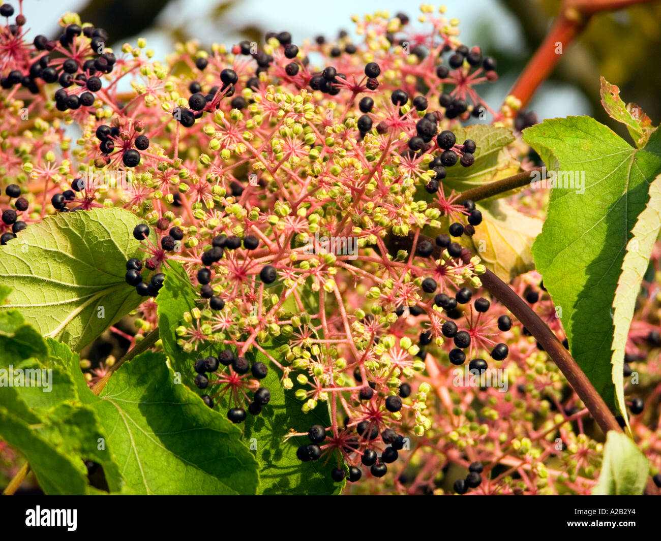 Germany europa attractive milkweed hi-res stock photography and images ...