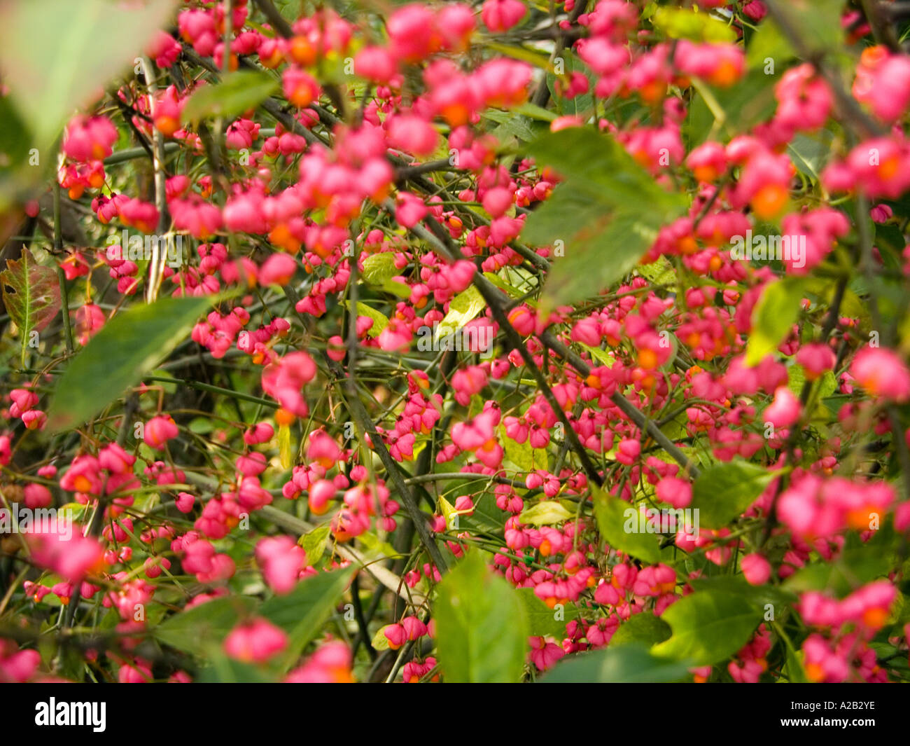 spindle fruit of Euonymus Europaea L  bush tree CELASTRACEAE Stock Photo