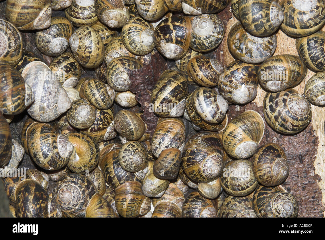 Common Garden Snail helix aspersa large group hibernating on Beech
