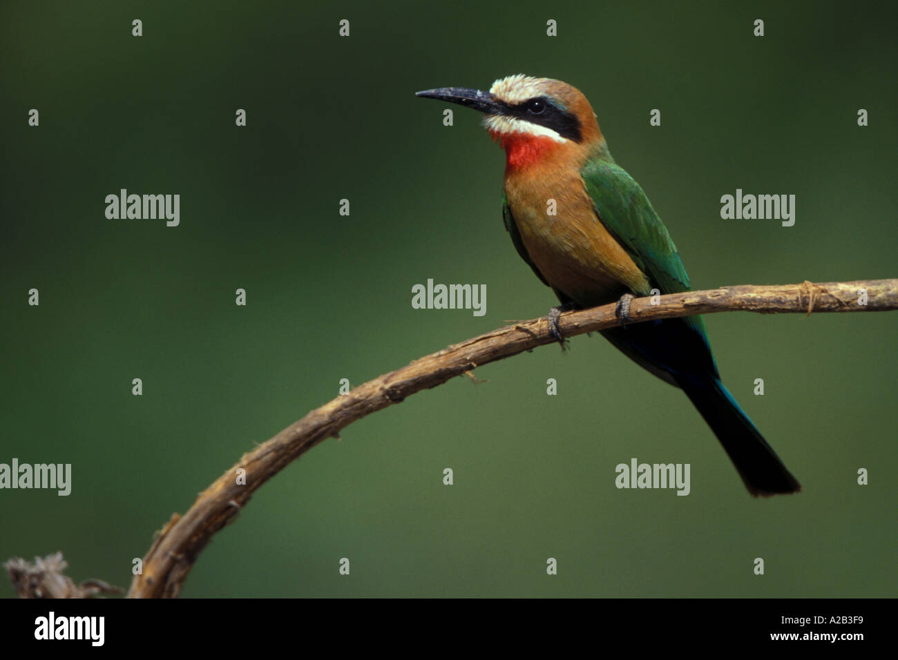 White fronted Bee eater Merops bullockoides Lower Zambesi National Park ...