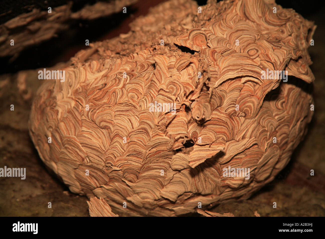 Huge Wasp Nest Into Attic Old Stock Photo Edit Now 1506376946