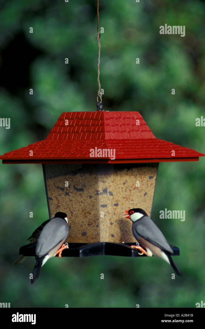 Java Finches Padda orizivora Kailua Hawaii Stock Photo - Alamy