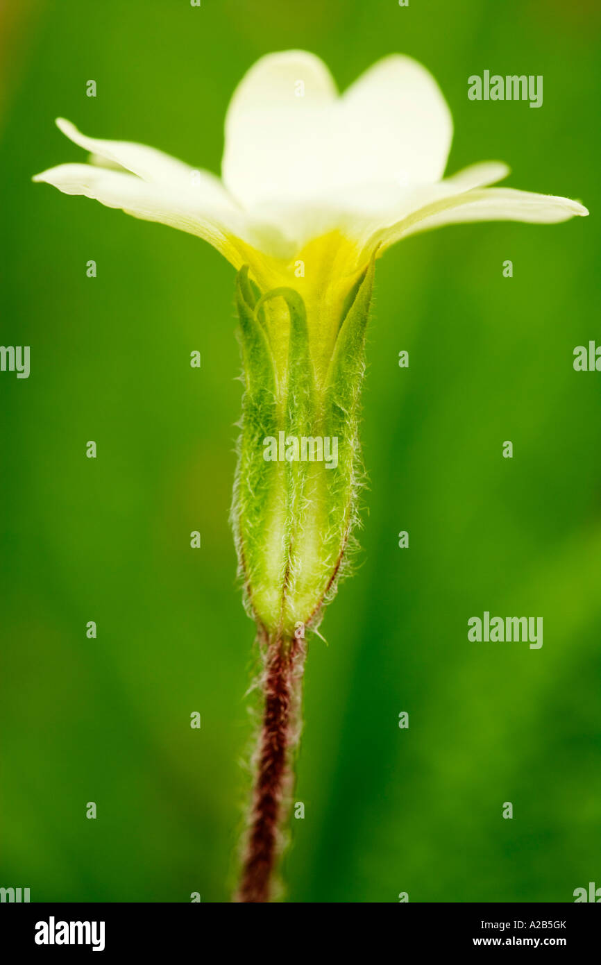Primrose Primula vulgaris British European yellow cream spring wildflower Stock Photo