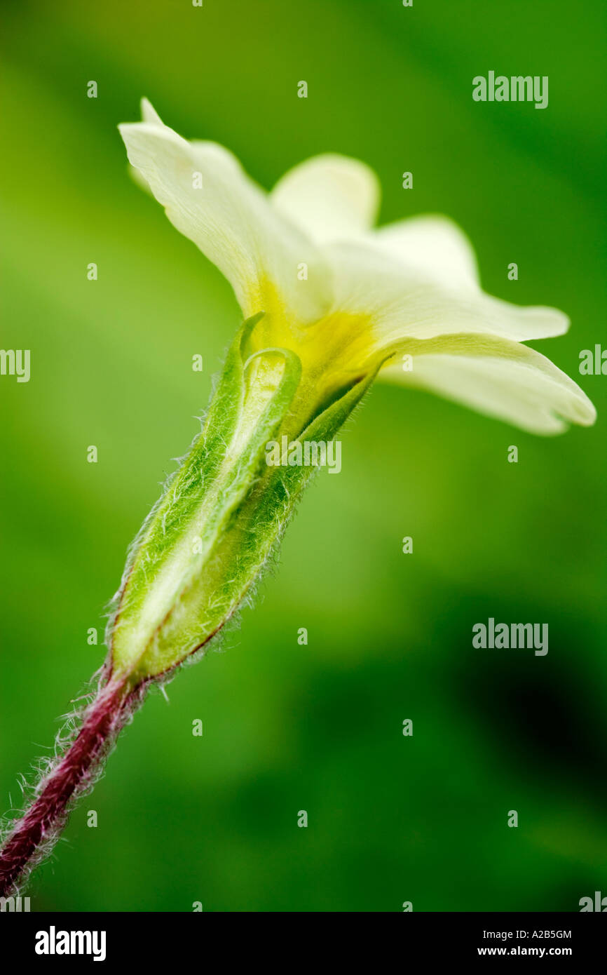 Primrose Primula vulgaris British European yellow cream spring wildflower Stock Photo