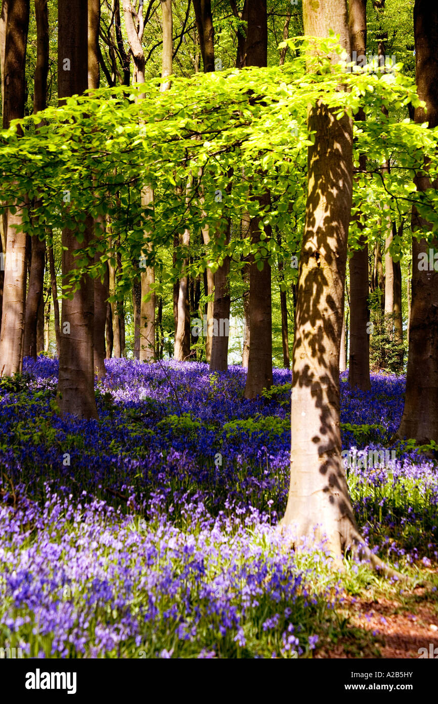 Bluebells, Hyacinthoides non-scripta, in the Spring at West Woods near Marlborough, Wiltshire, England, UK Stock Photo