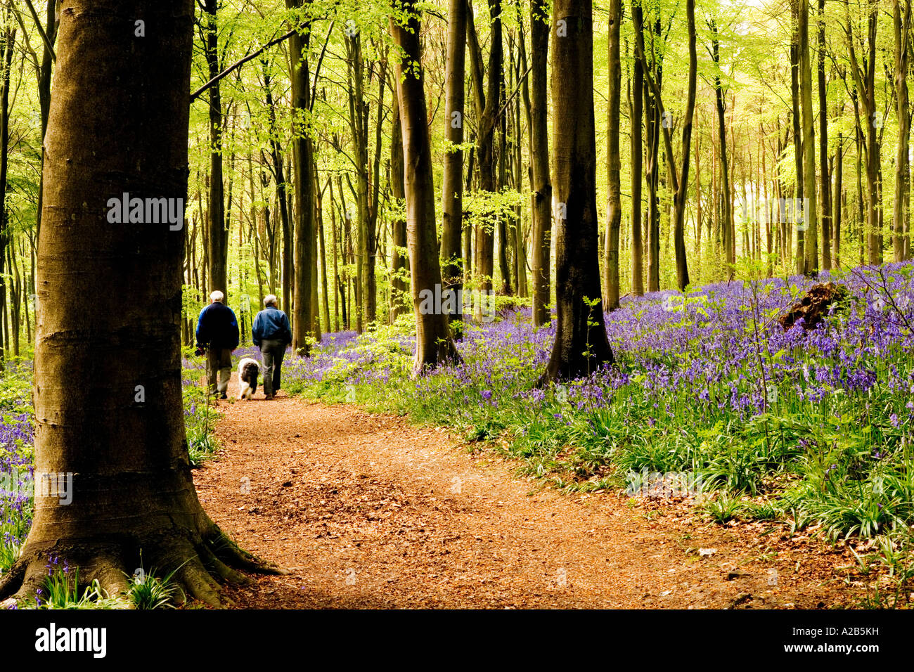 Two walkers walking their dog through Bluebells in the Spring at West