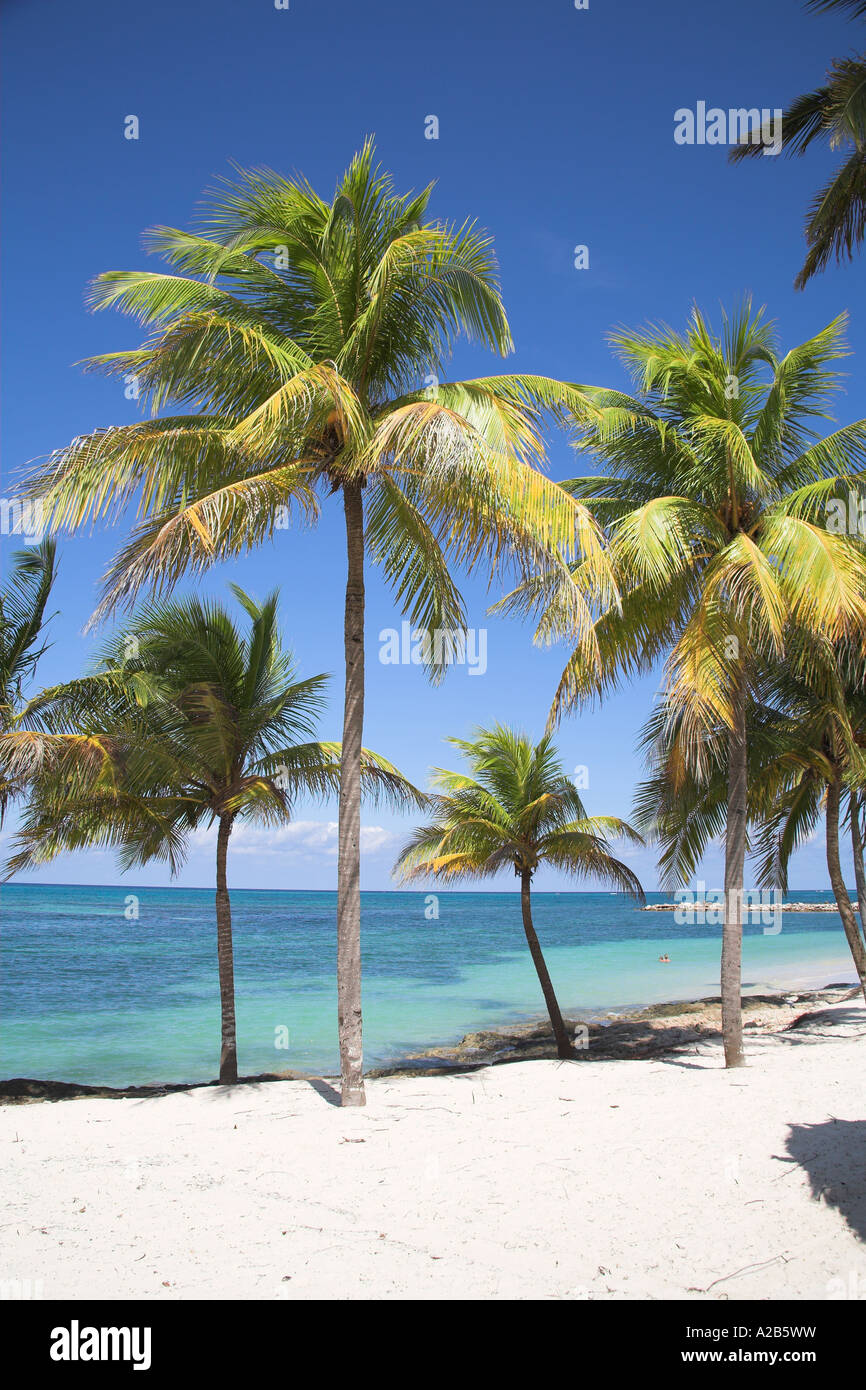 Quiet sandy beach with palm trees hi-res stock photography and images ...
