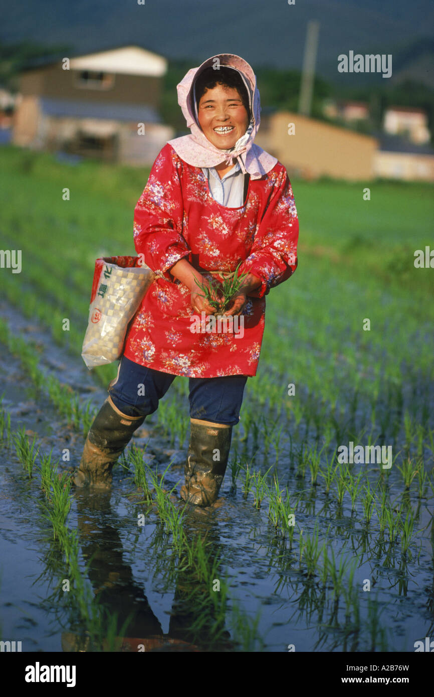 Japanese woman standing  in family rice paddy with stalks of rice during planting season Stock Photo