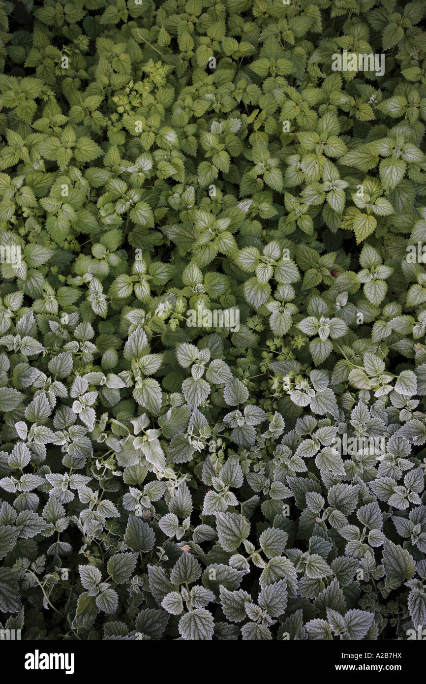 Thawing Stinging Nettles, Wantage. UK Stock Photo