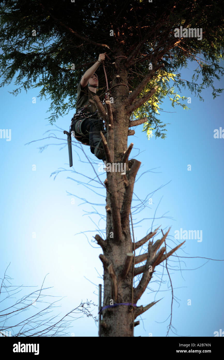 Arborist climbing tree. UK Stock Photo
