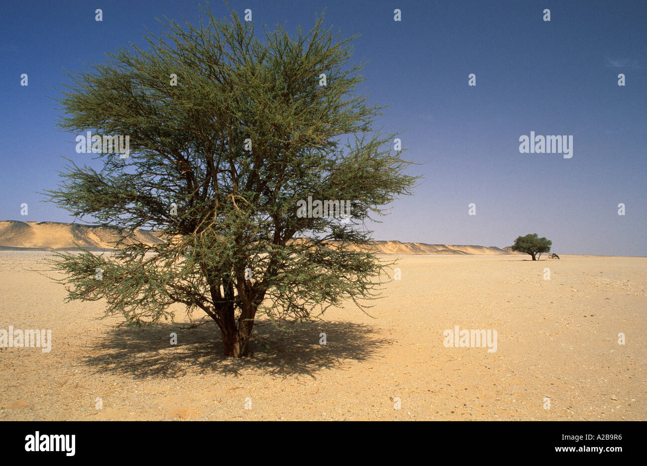 Acacia in a desert valley of Jabal Bin Ghanimah, Libya Stock Photo Alamy