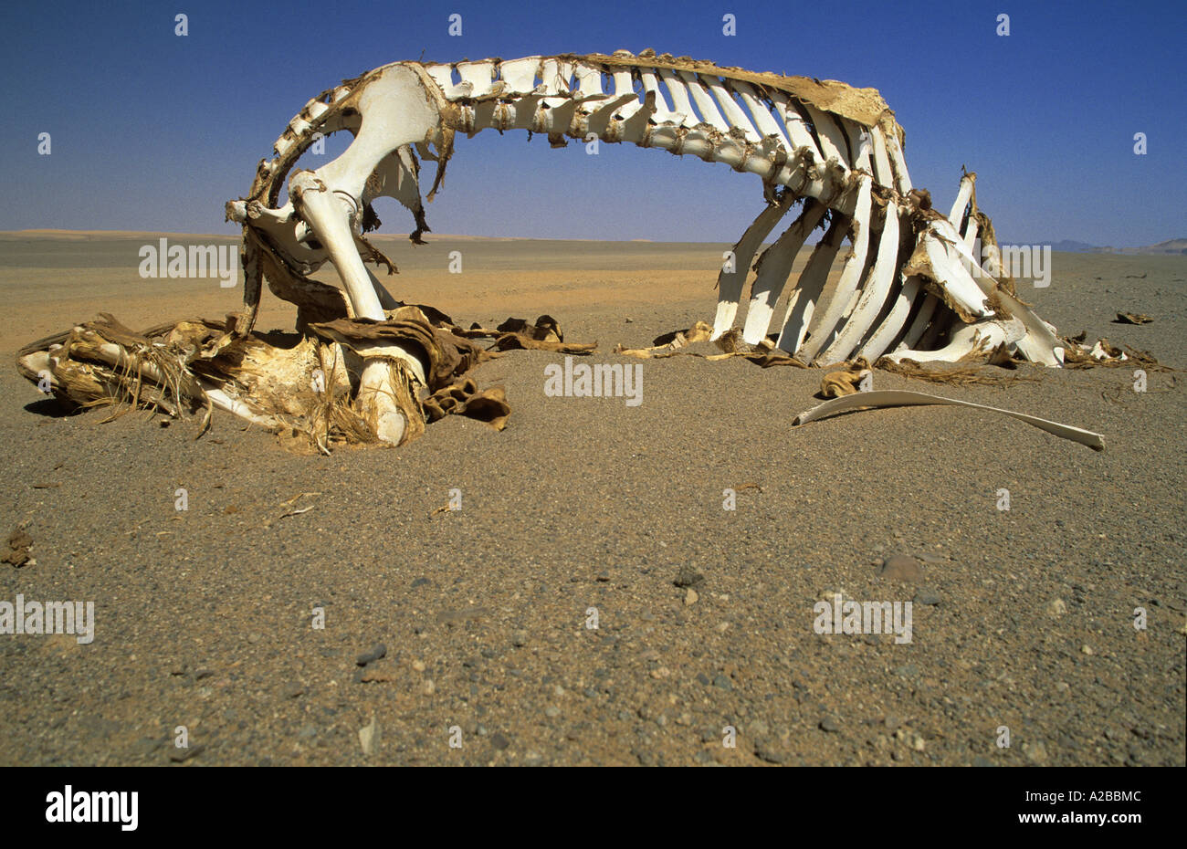 Camel skeleton in the desert Stock Photo