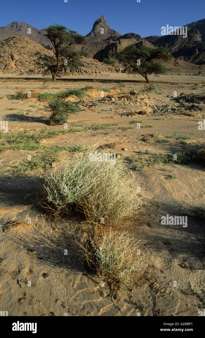 Acacia trees in a dry valley of Jebel Uweinat, Jabal al Awaynat Stock Photo Alamy