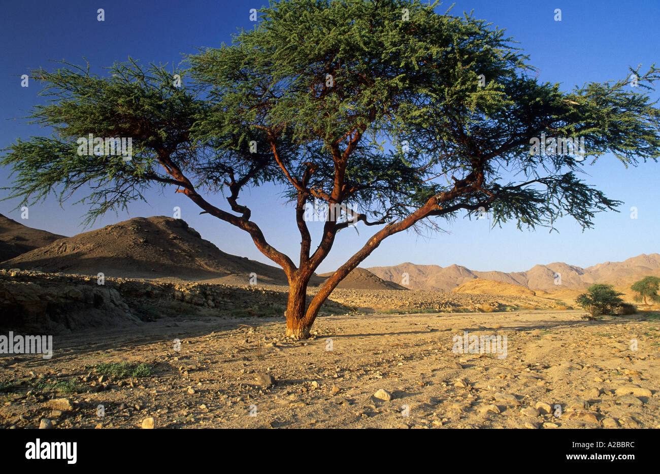 Acacia trees in a dry valley of Jebel Uweinat, Jabal al Awaynat, Libya Stock Photo Alamy