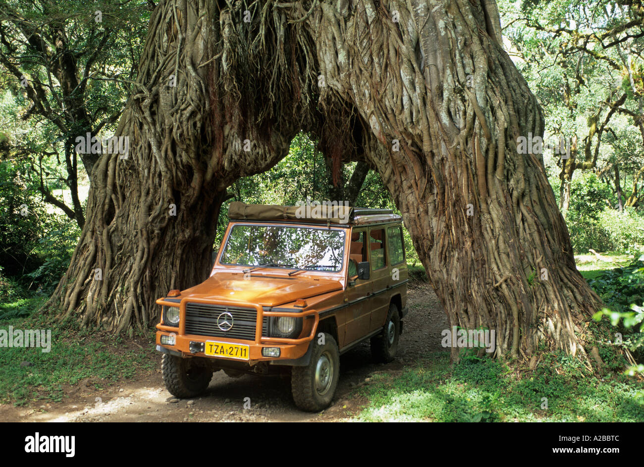Fourwheeldrive vehicle driving through a hole in giant fig tree, Arusha National Park, Tanzania Stock Photo