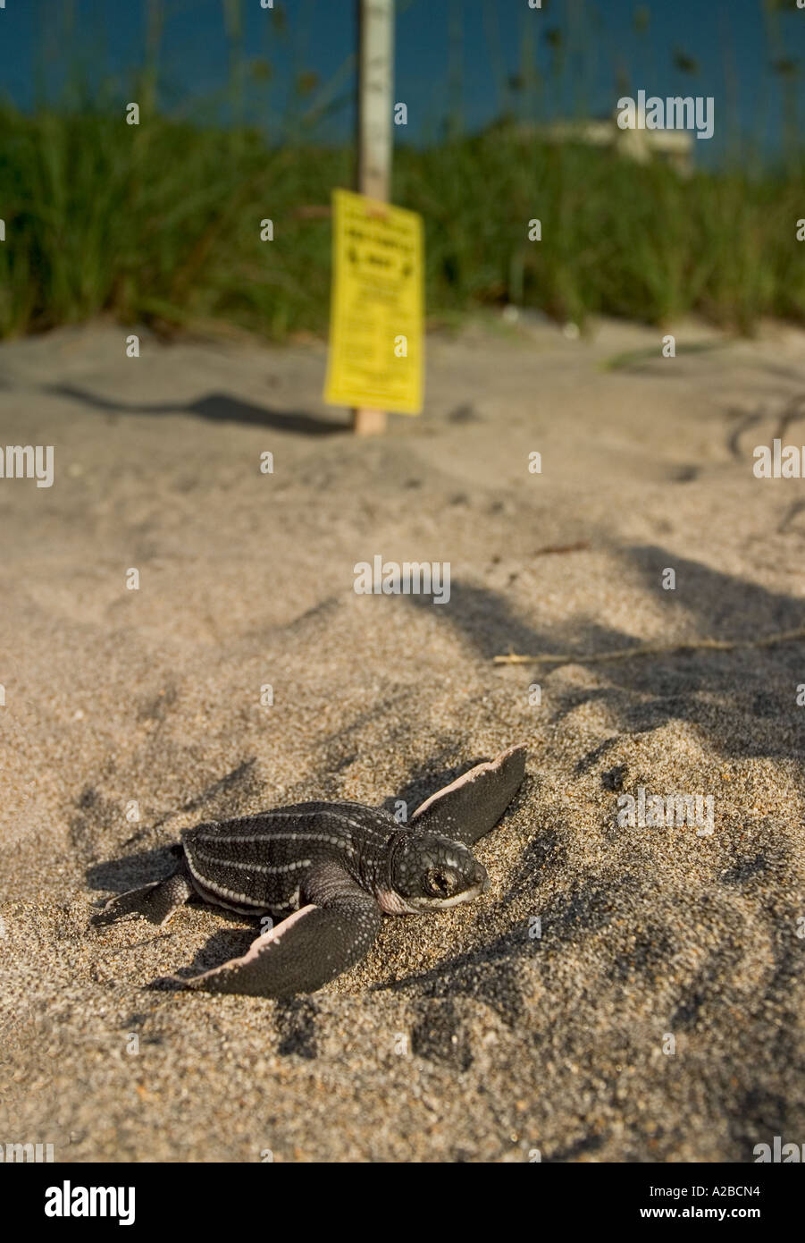 Leatherback sea turtle hatchling leaves a nest marked for evaluation Stock Photo