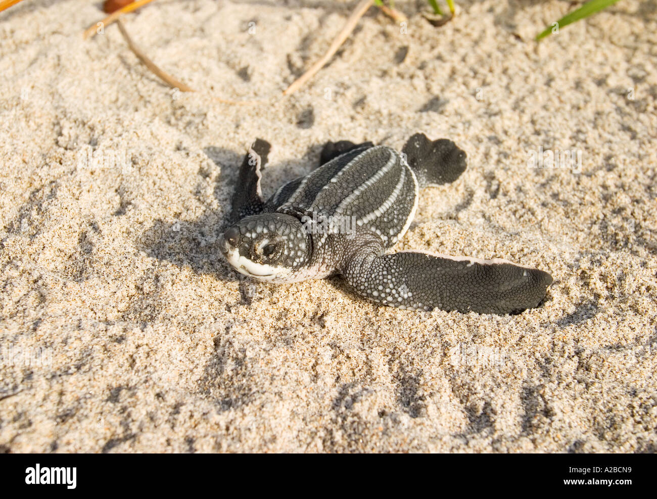 leatherback sea turtle hatchling Stock Photo