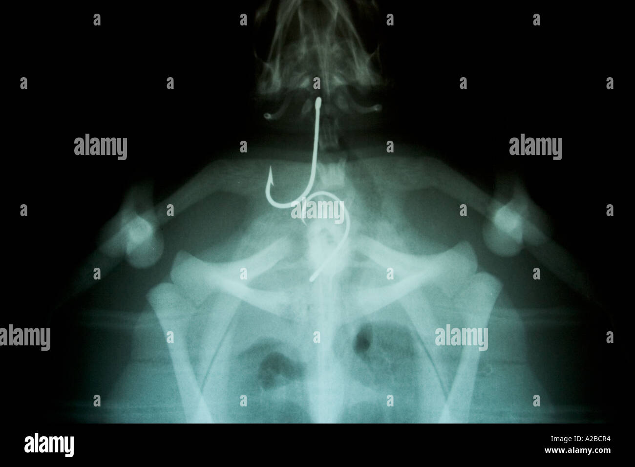 Xray fish hires stock photography and images Alamy