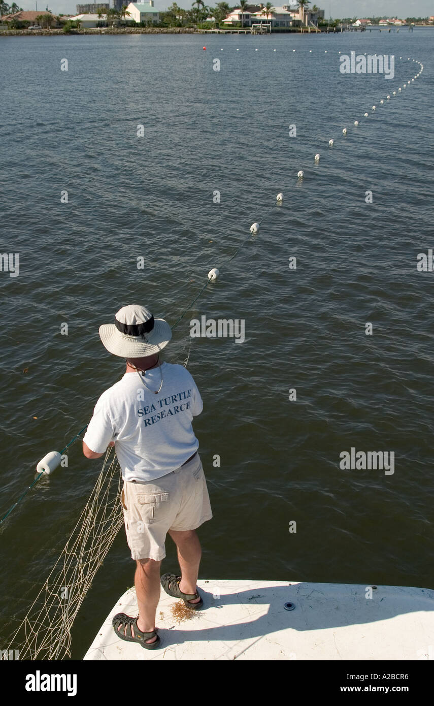 Biologist capture sea turtles using a tangle net in the Lake Worth Lagoon, Florida, USA. Stock Photo