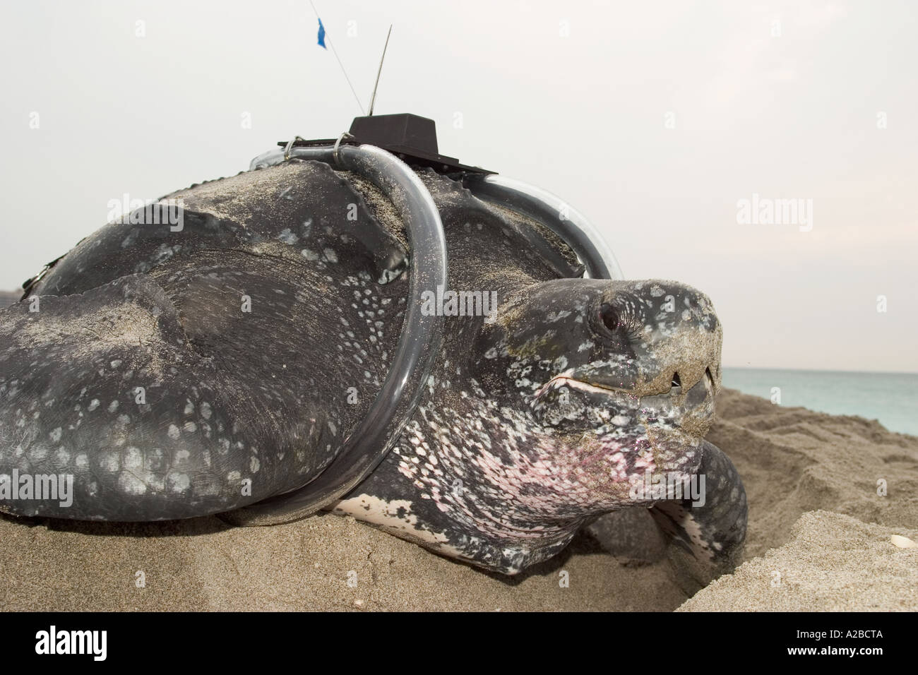 Leatherback sea turtle (Dermochelys coriacea) with satellite transmitter at dawn Stock Photo