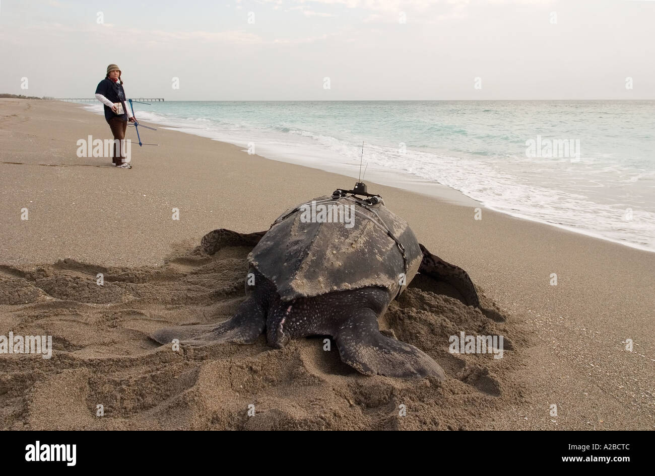 Leatherback sea turtle (Dermochelys coriacea) with satellite transmitter at dawn with researcher Stock Photo