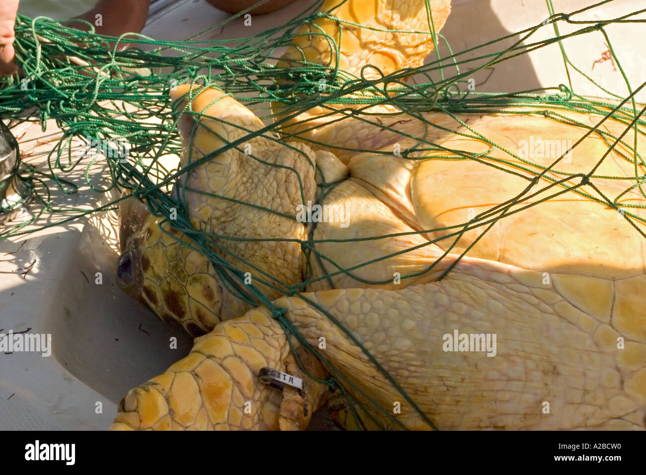 Loggerhead sea turtle (Caretta caretta) captured in net. Stock Photo