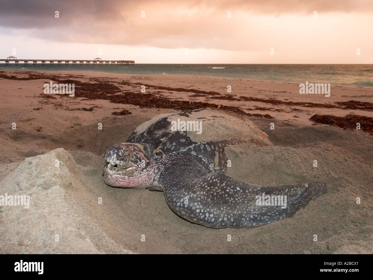 Leatherback sea turtle (Dermochelys coriacea) nesting in Florida, USA. Stock Photo
