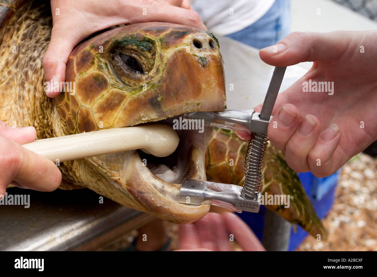Removing longline fish hook from loggerhead sea turtle (Caretta caretta) using canine mouth gag. Stock Photo