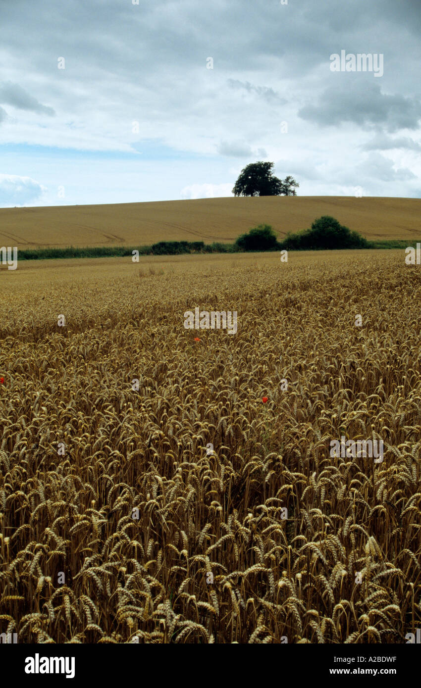 Corn field waiting for harvest near Wherwell Hampshire England UK ...