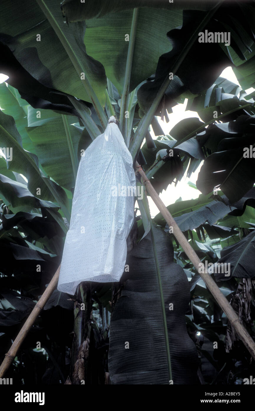 Costa Rica bananas pesticide sprayed bananas plantations insecticide Stock Photo Alamy