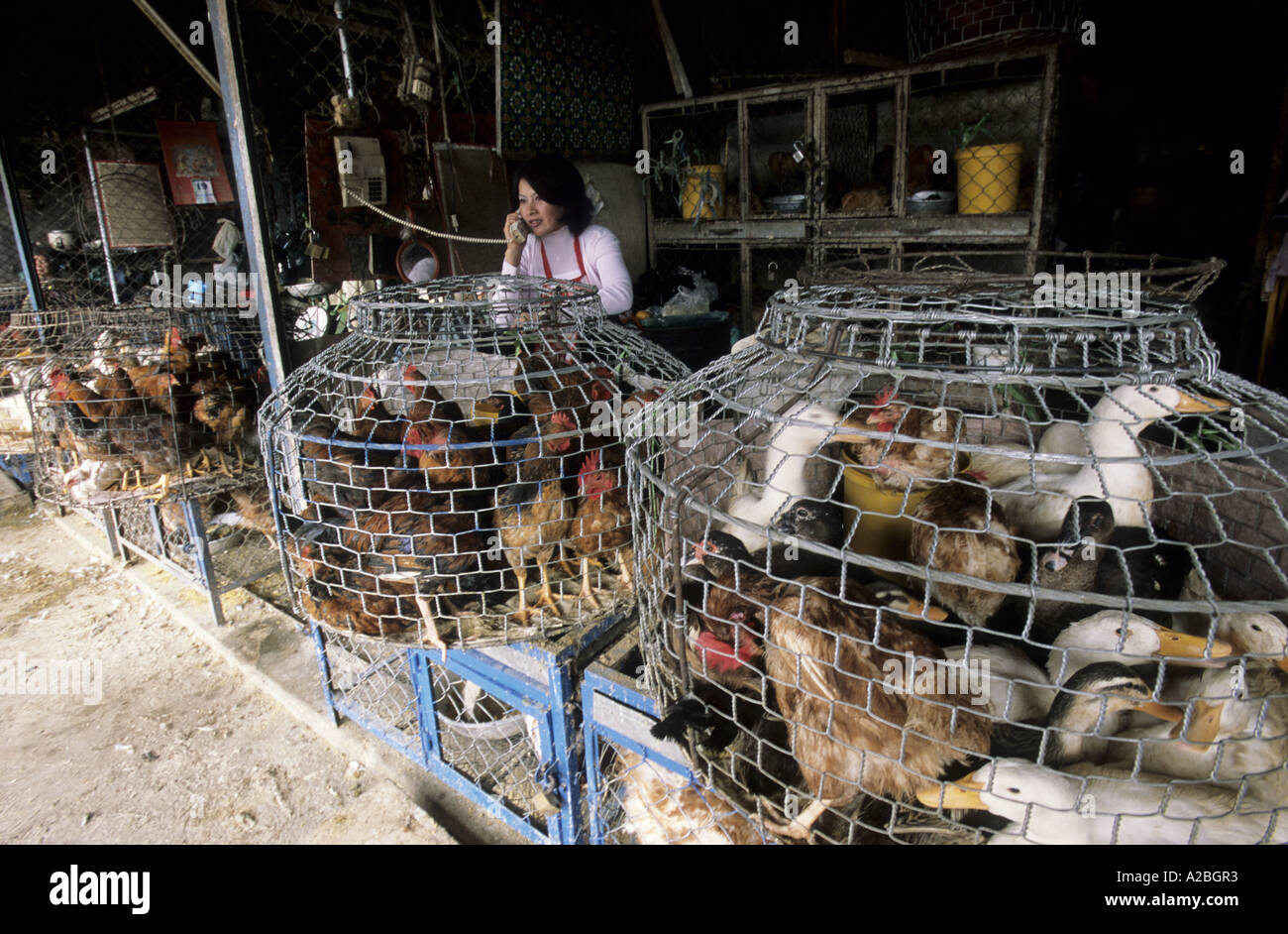 Poultry for sale on the central market of Dalat, Vietnam Stock Photo