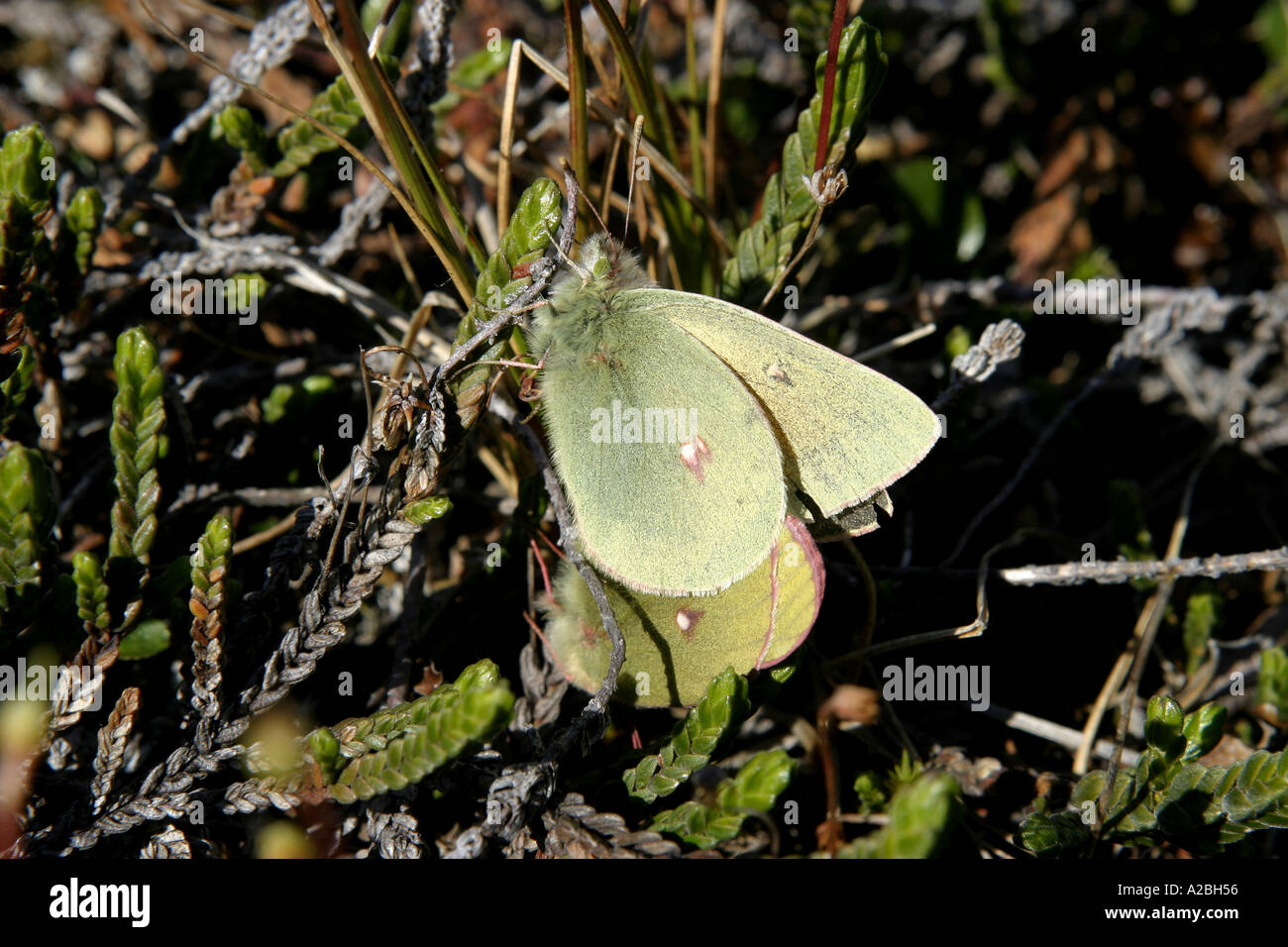 butterflies mating York Sound Baffin Island Nunavut Stock Photo