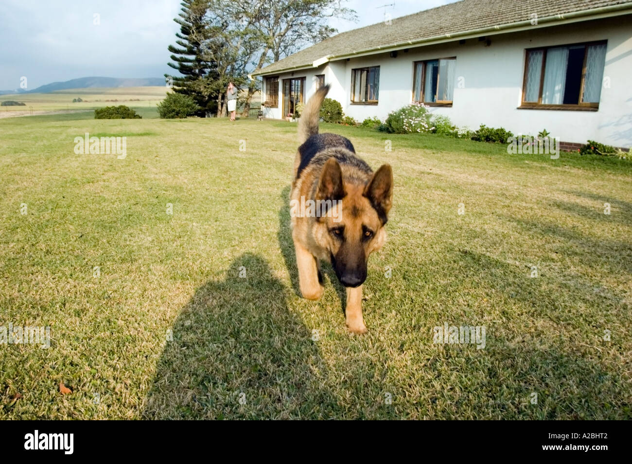 German Shepherd guard dog protects farmer's property in heart of Zulu land, farmhouse, Eshowe, KwaZulu Natal, South Africa. Stock Photo