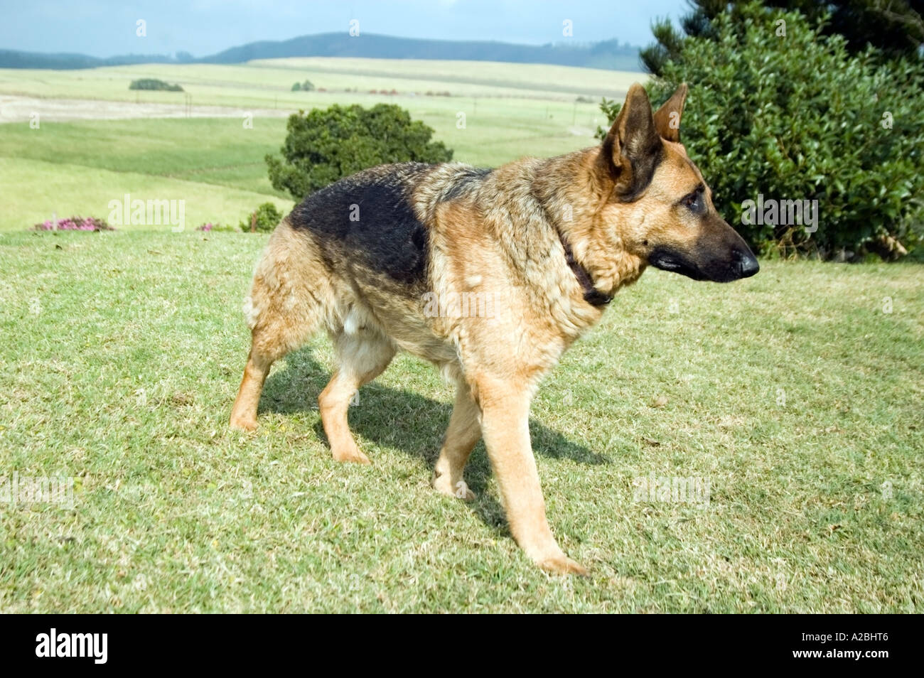 German Shepherd guard dog protects farmer's property in heart of Zulu