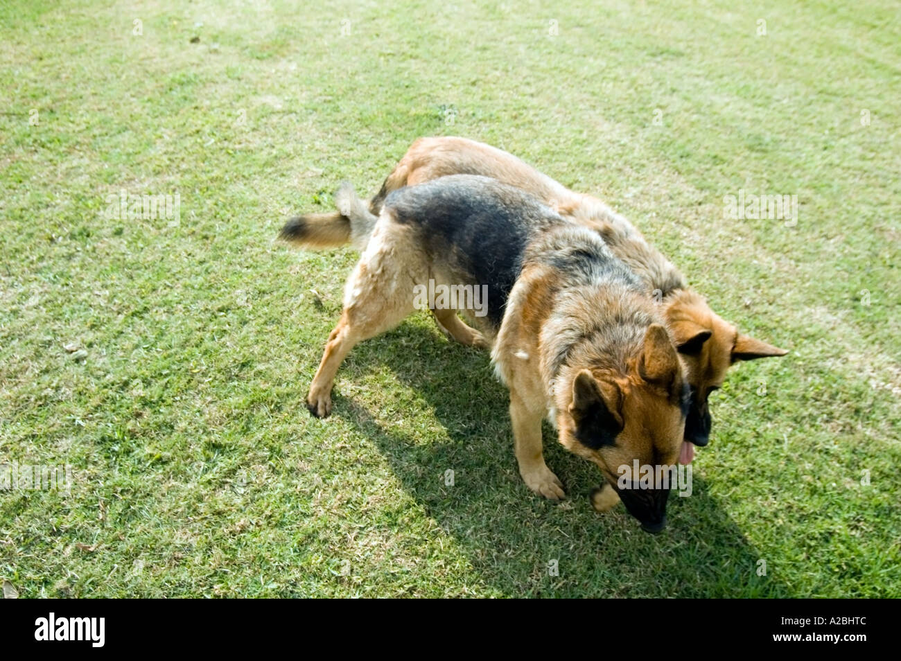 German Shepherd guard dogs protects farmer's property in heart of Zulu