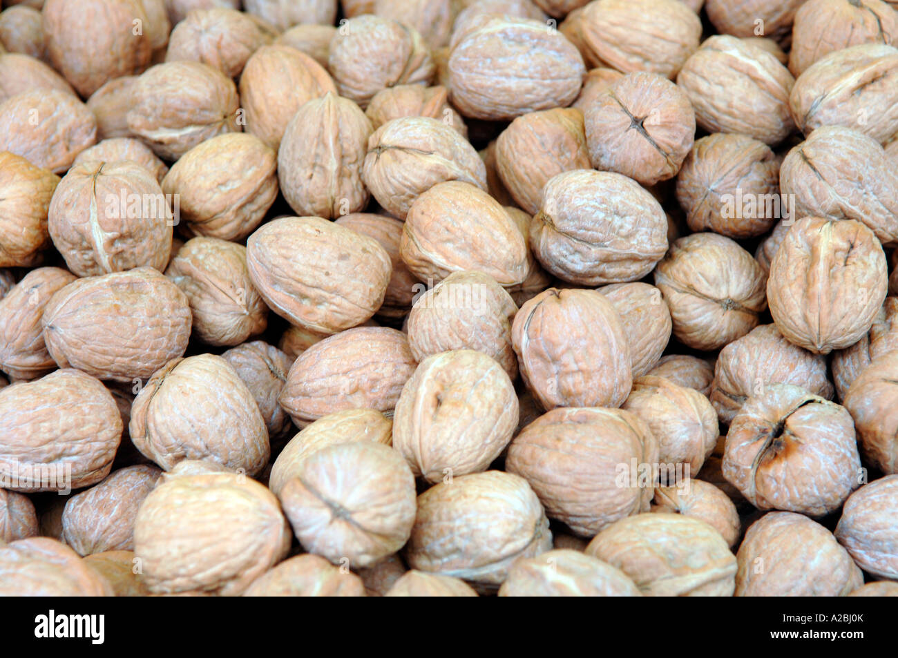 Walnuts in the shell Stock Photo Alamy