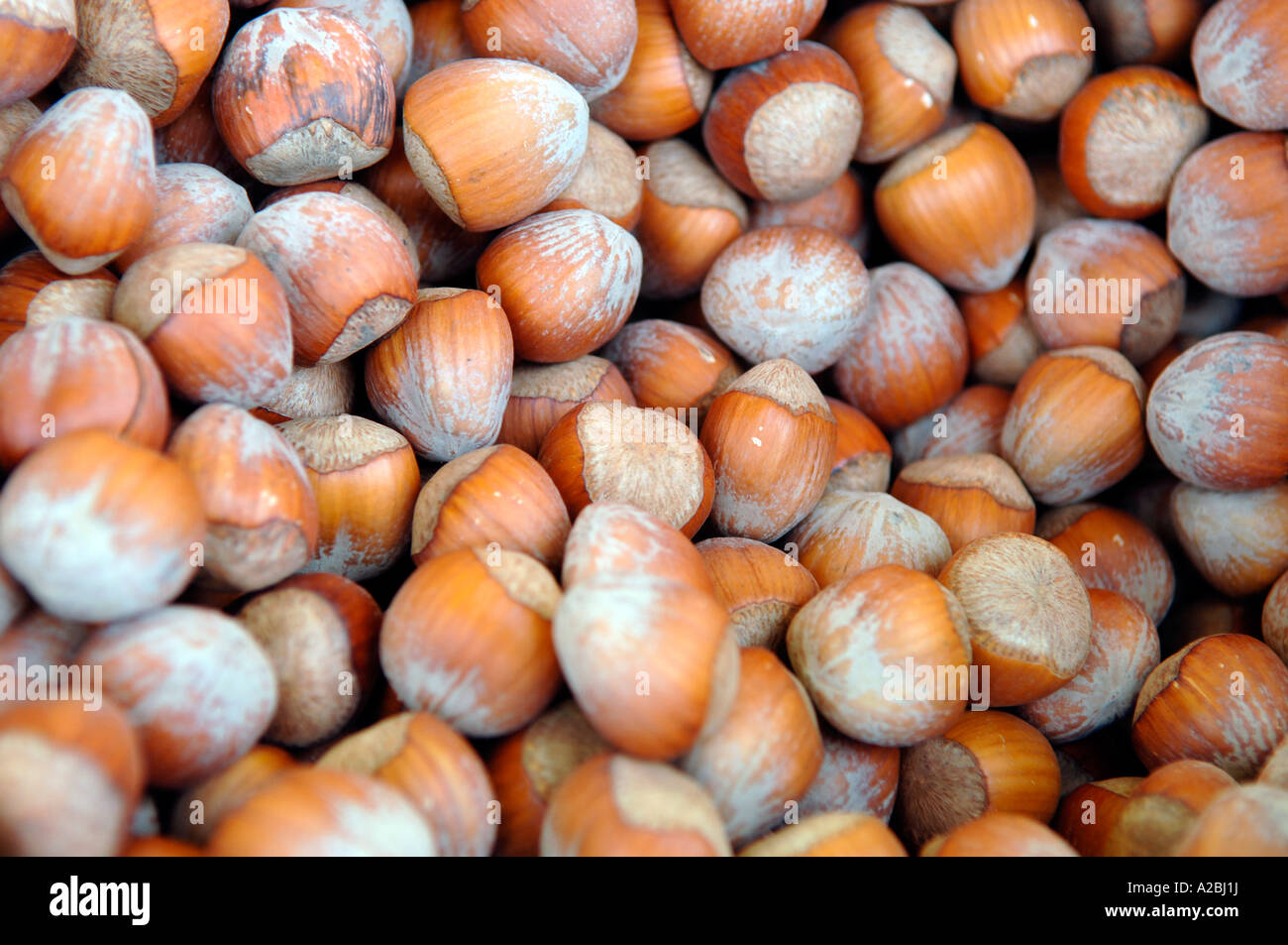 Filberts hazelnuts in the shell Stock Photo Alamy