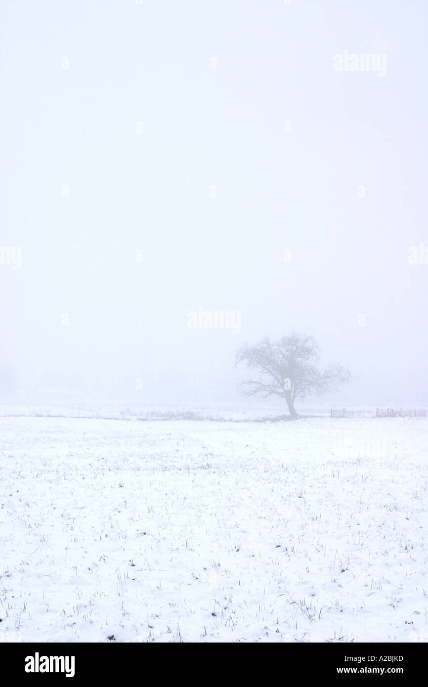 A lone tree stands in a world of white Stock Photo