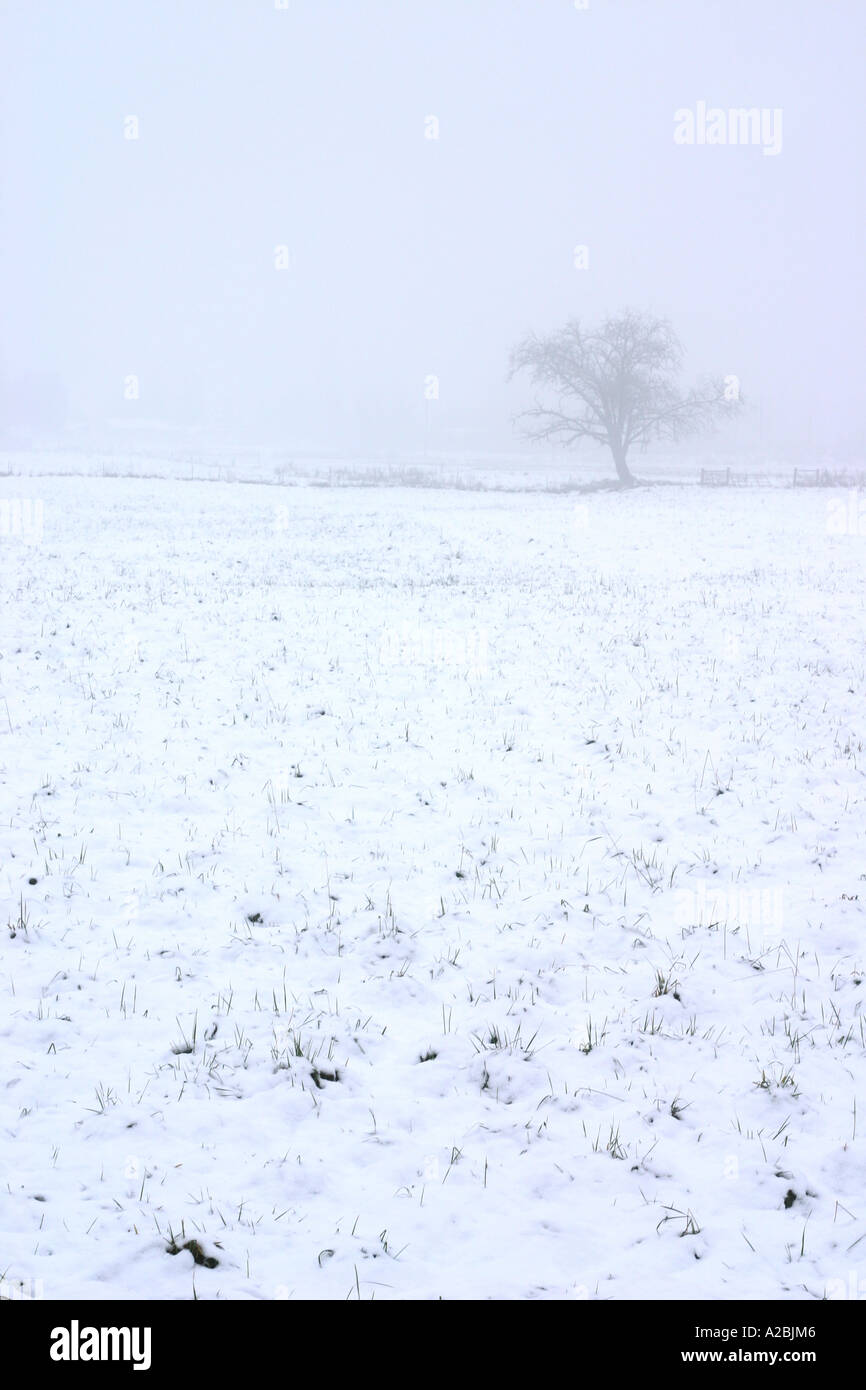 A lone tree stands in a world of white Stock Photo