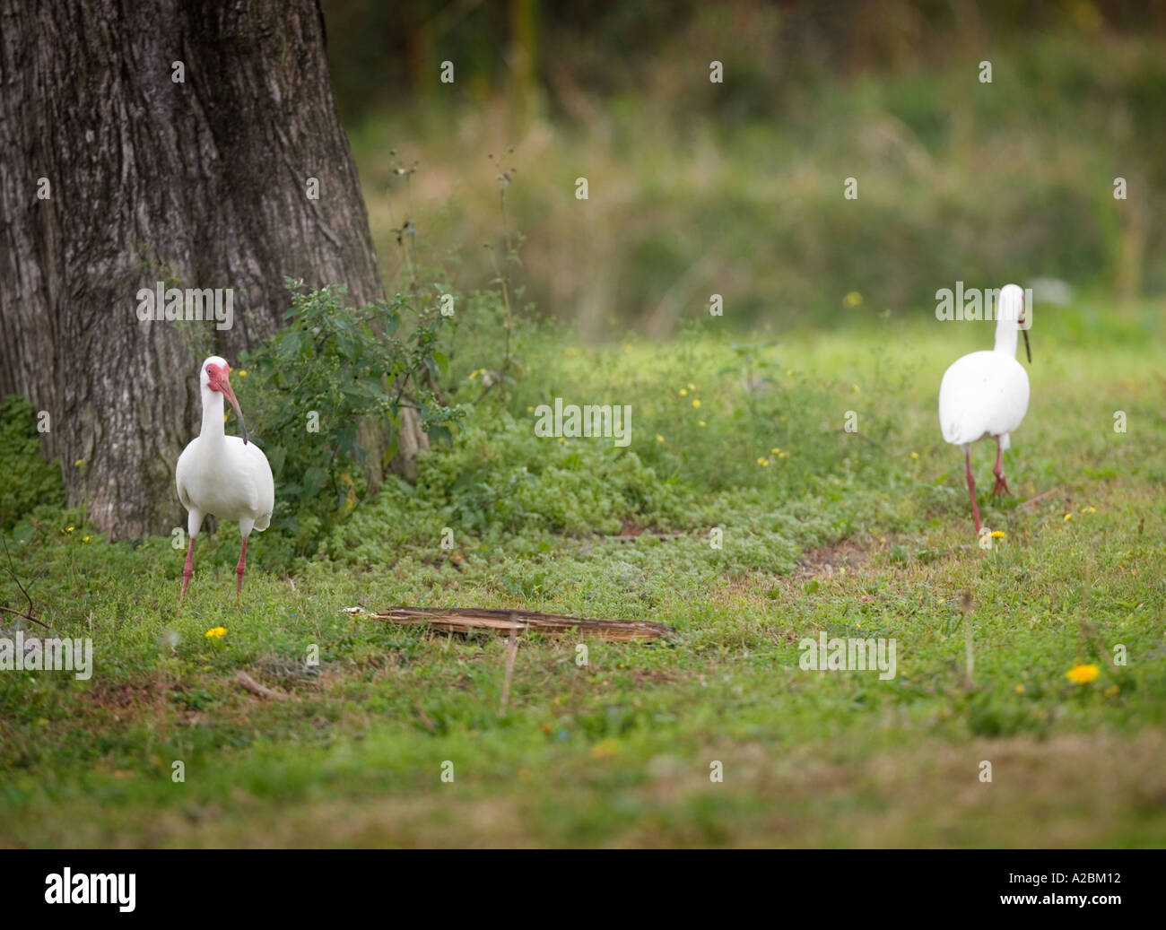 Birds in grass hi-res stock photography and images - Alamy