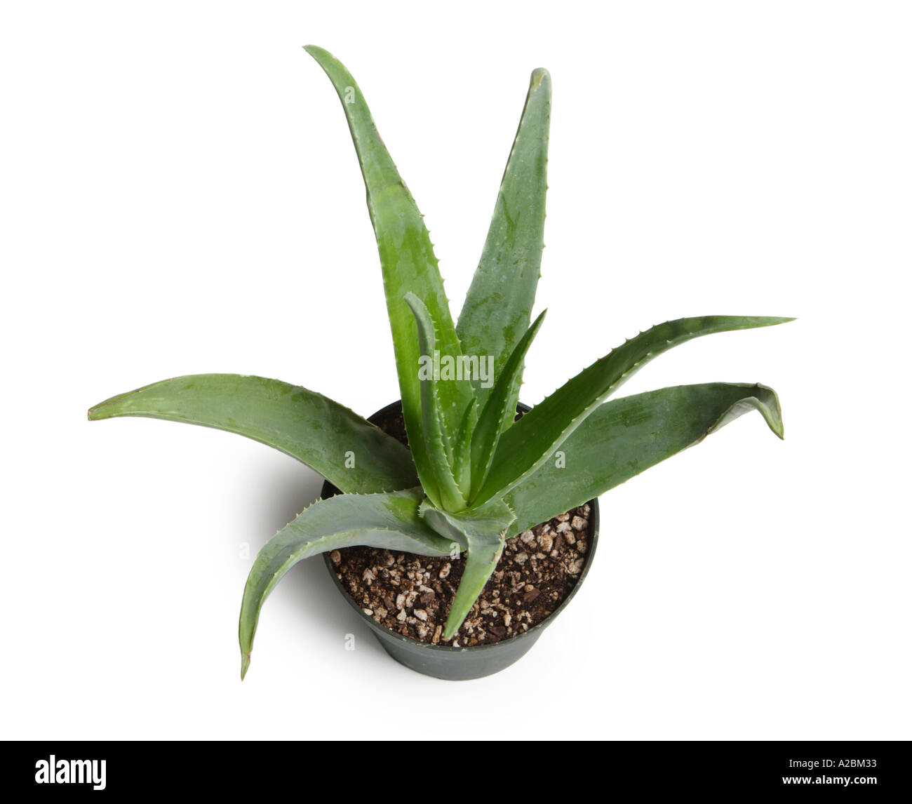aloe vera peach drink WET Peach Pineapple Aloe Vera Vitamin D – Pink Dot main image 0