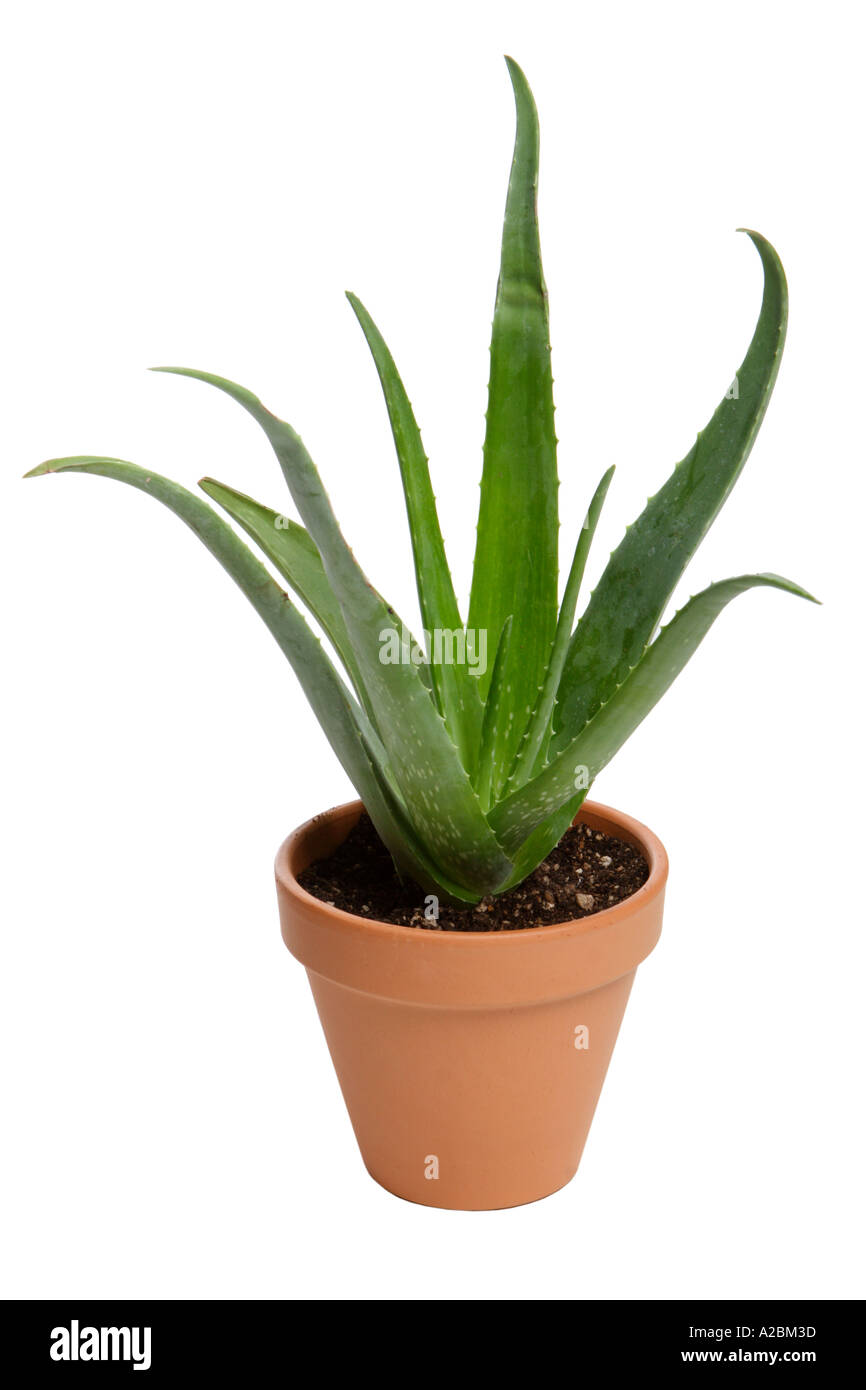 Aloe Vera plant in terra cotta pot Stock Photo