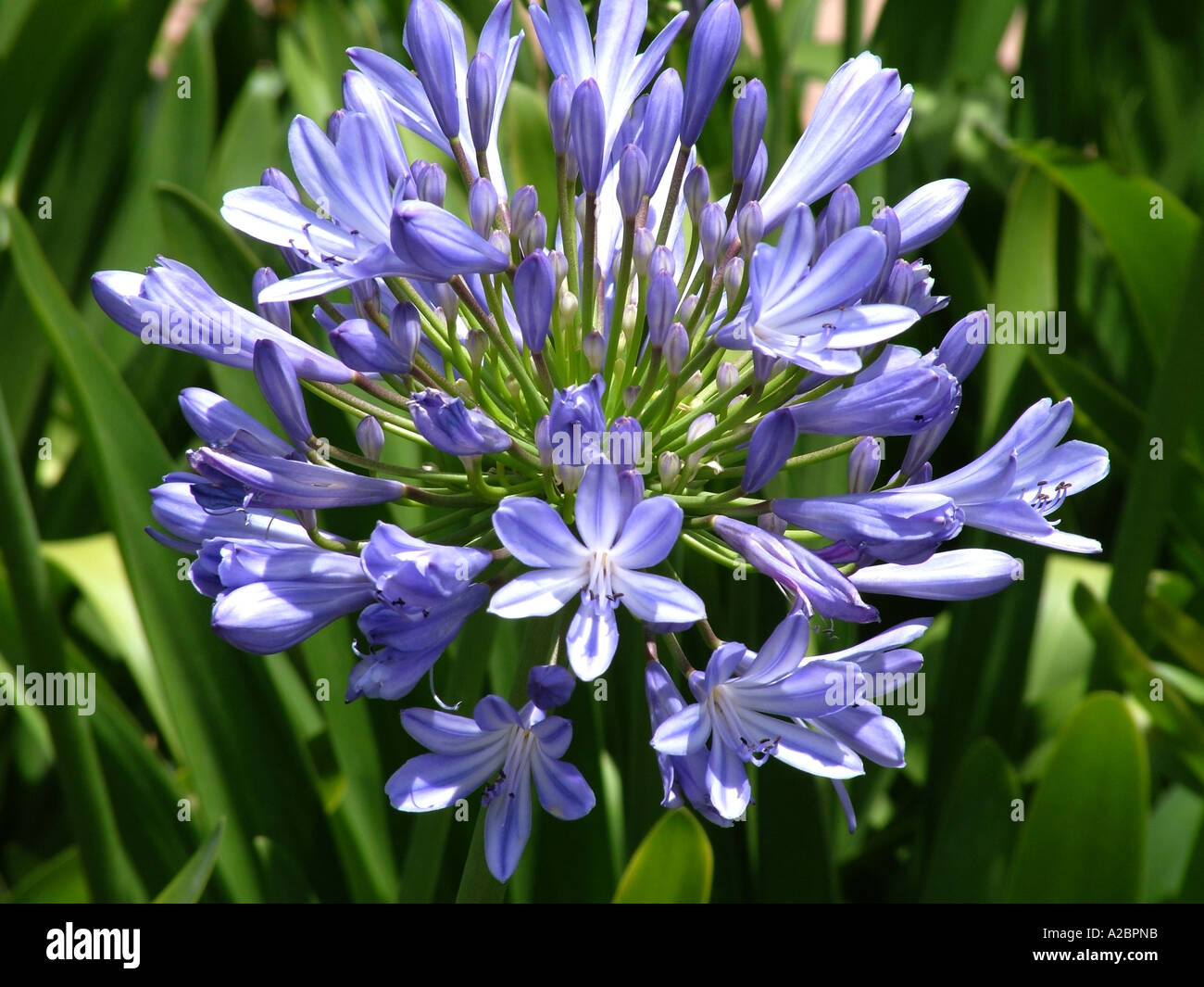 Flower bloom of the Agapanthus or African Lily liliaceous South Africa plant Stock Photo